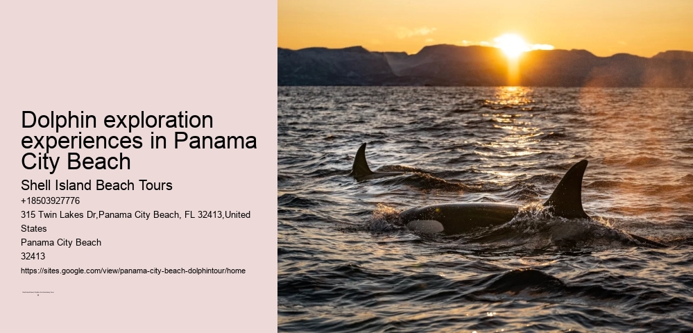 Dolphin exploration experiences in Panama City Beach